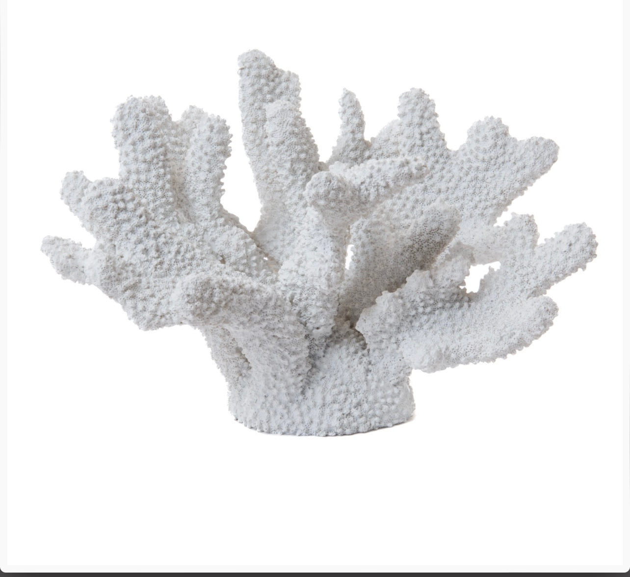 Corallo decorativo di Amadeus