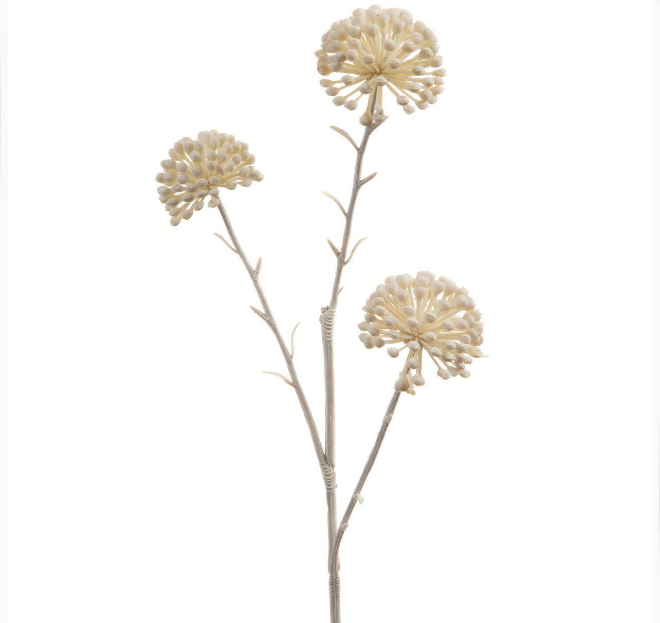 Allium vintage H62: un tocco elegante per i tuoi spazi