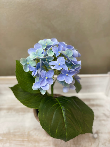 Fiori di Lena Piantina Ortensia Decorativa in Vaso H28 cm